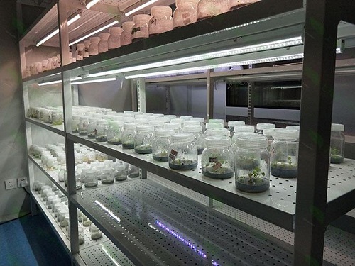 勐海植物组织培养实验室设计建设方案
